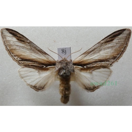 Pheosia tremula (Clerck, 1759) female Garbatka osinówka Czech8j